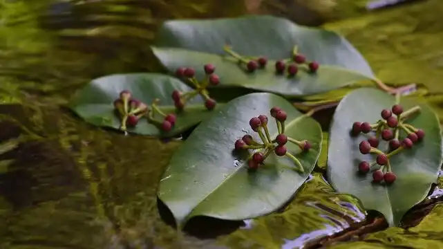 Can Ardisia Silvestris Extract Help with Stress and Anxiety?